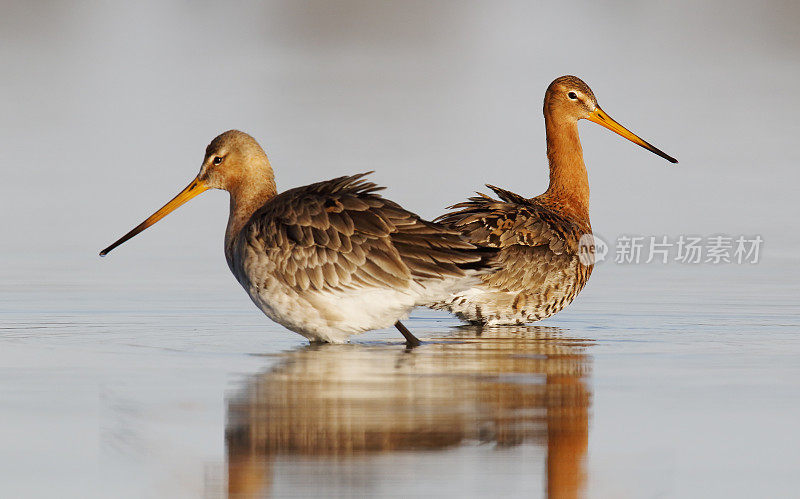 黑尾白鲸(Limosa Limosa)配对